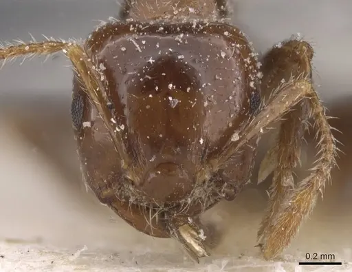 Crematogaster irritabilis - CASENT0912772