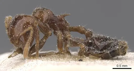 Crematogaster irritabilis - CASENT0912772