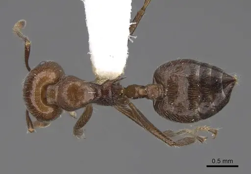 Crematogaster irritabilis - CASENT0922666