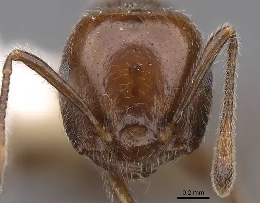 Crematogaster irritabilis - CASENT0922666