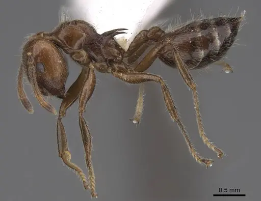 Crematogaster irritabilis - CASENT0922666