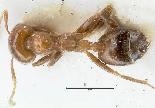 Crematogaster irritabilis - FOCOL1638
