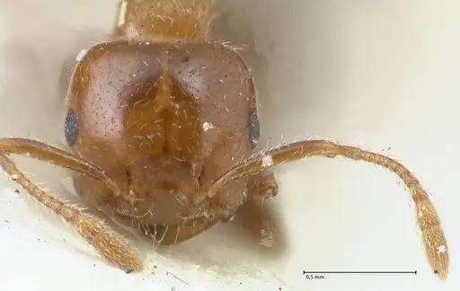 Crematogaster irritabilis - FOCOL1638