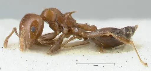 Crematogaster irritabilis - FOCOL1638