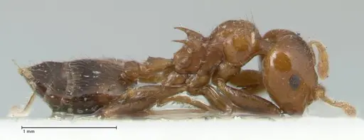 Crematogaster irritabilis - FOCOL1638