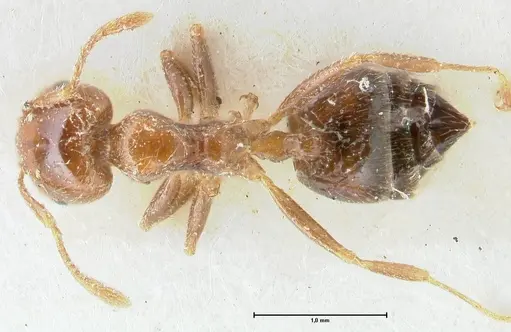 Crematogaster irritabilis - FOCOL1639