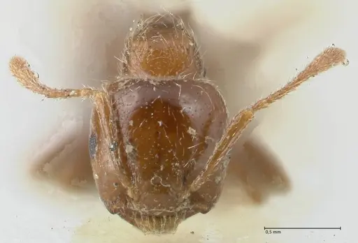 Crematogaster irritabilis - FOCOL1639