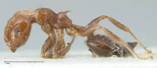 Crematogaster irritabilis - FOCOL1639