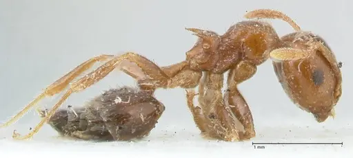 Crematogaster irritabilis - FOCOL1639