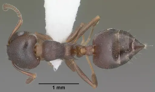 Crematogaster isolata specimen