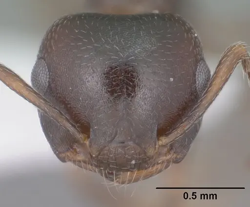 Crematogaster isolata specimen