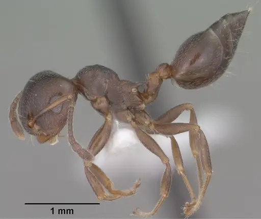 Crematogaster isolata specimen