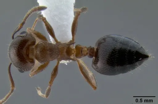 Crematogaster isolata - CASENT0193229