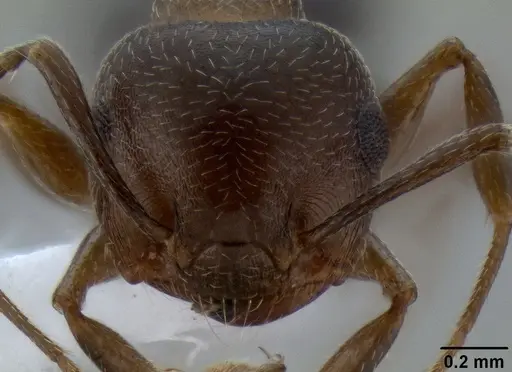 Crematogaster isolata - CASENT0193229