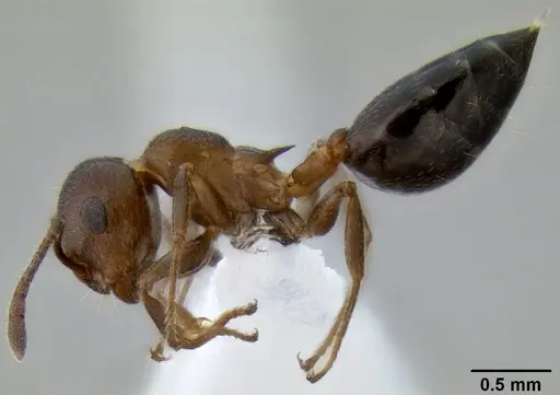 Crematogaster isolata - CASENT0193229