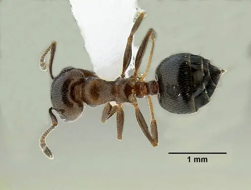 Crematogaster isolata - CASENT0863217