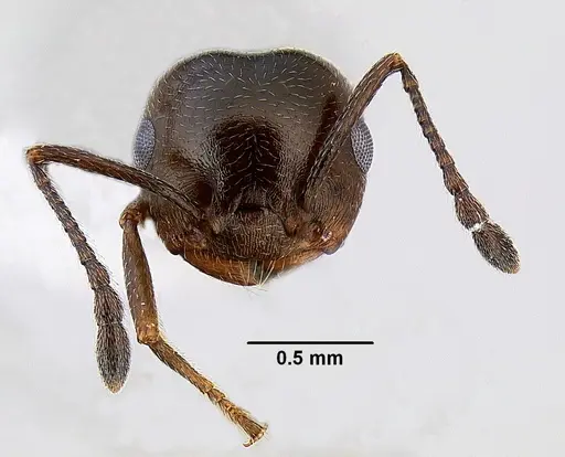 Crematogaster isolata - CASENT0863217