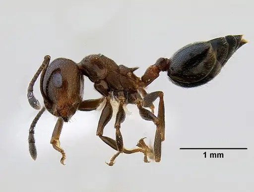 Crematogaster isolata - CASENT0863217