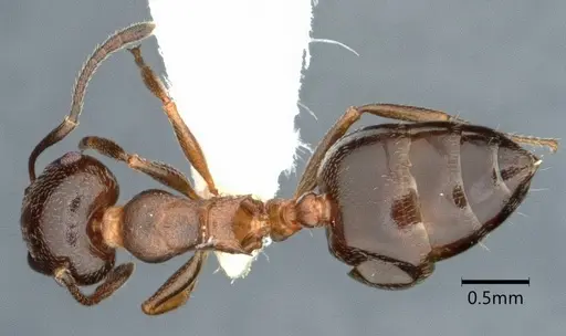 Crematogaster isolata - CASENT0882146