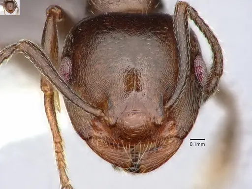 Crematogaster isolata - CASENT0882146