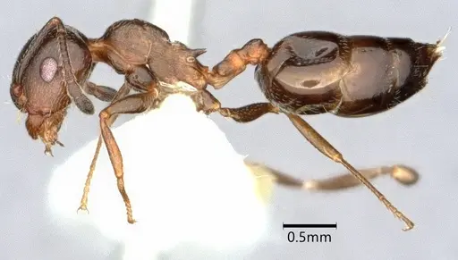 Crematogaster isolata - CASENT0882146