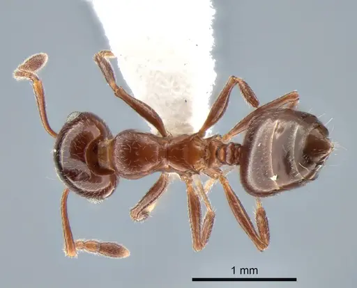 Crematogaster isolata - CASENT0882182