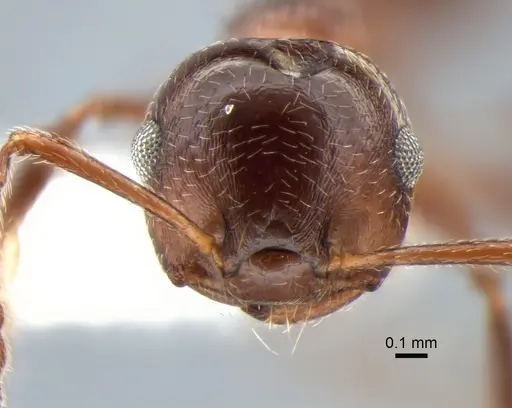 Crematogaster isolata - CASENT0882182