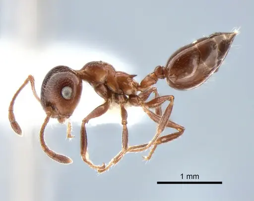 Crematogaster isolata - CASENT0882182