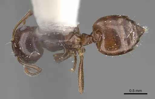 Crematogaster isolata - CASENT0914492