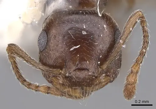 Crematogaster isolata - CASENT0914492