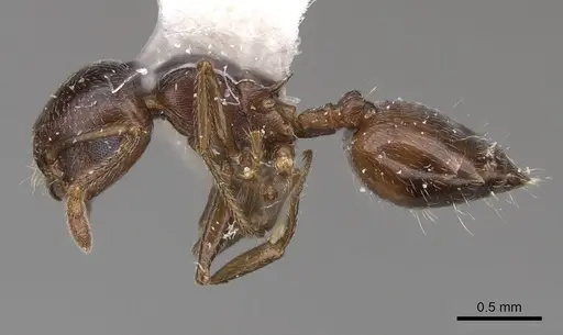 Crematogaster isolata - CASENT0914492