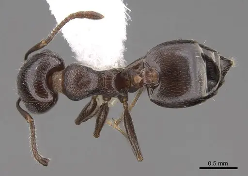 Crematogaster isolata - CASENT0922731
