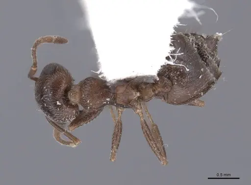 Crematogaster isolata - FMNHINS0000062949