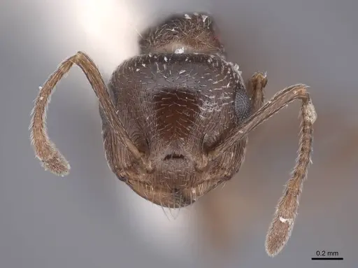 Crematogaster isolata - FMNHINS0000062949