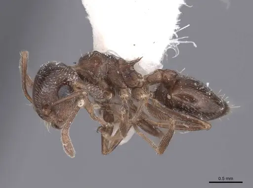 Crematogaster isolata - FMNHINS0000062949