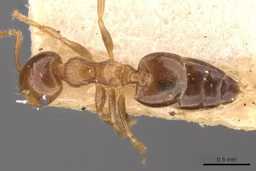 Crematogaster jacobsoni specimen