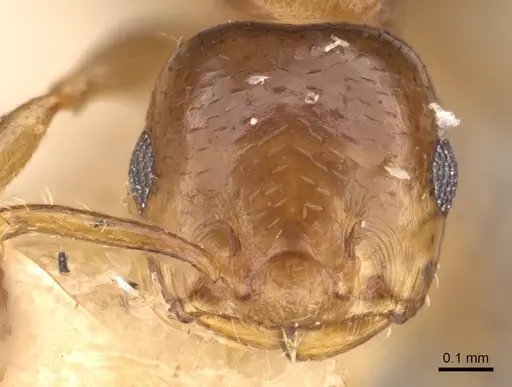 Crematogaster jacobsoni specimen