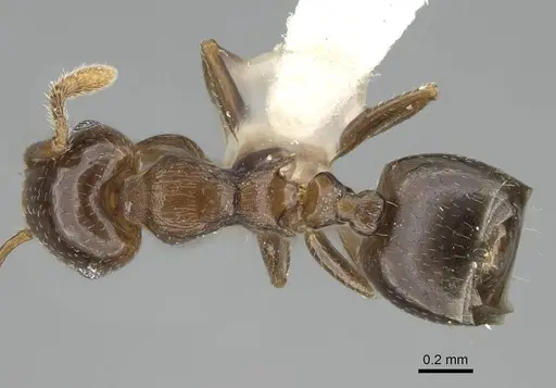Crematogaster jacobsoni - CASENT0919941