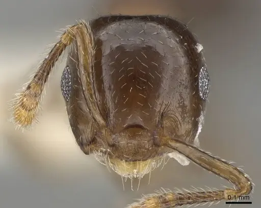 Crematogaster jacobsoni - CASENT0919941