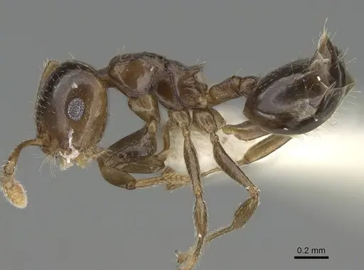 Crematogaster jacobsoni - CASENT0919941