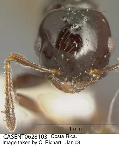 Crematogaster jardinero specimen