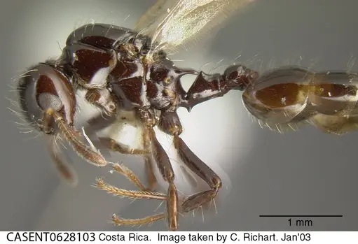 Crematogaster jardinero specimen