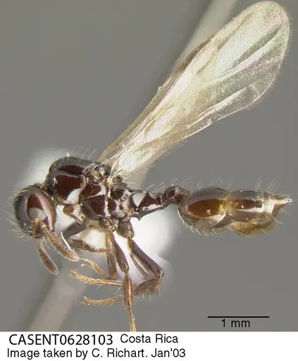 Crematogaster jardinero specimen