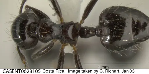 Crematogaster jardinero - CASENT0628105