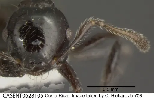 Crematogaster jardinero - CASENT0628105