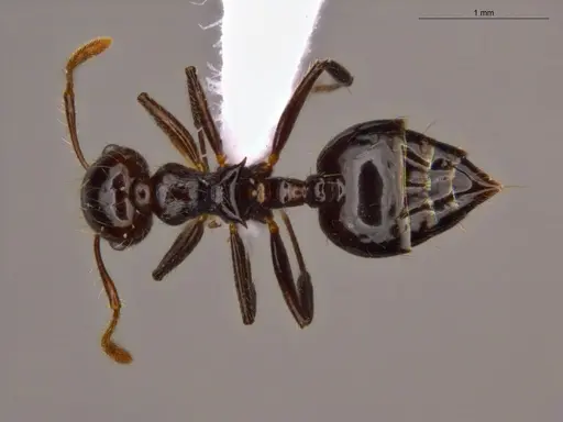 Crematogaster jardinero - ECOFOG-TR17-0122-09