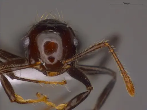 Crematogaster jardinero - ECOFOG-TR17-0122-09