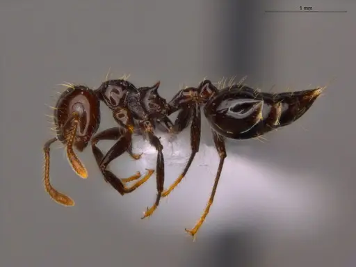 Crematogaster jardinero - ECOFOG-TR17-0122-09