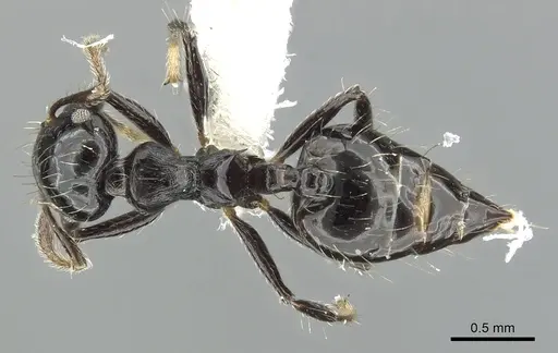 Crematogaster jardinero - JTLC000001395