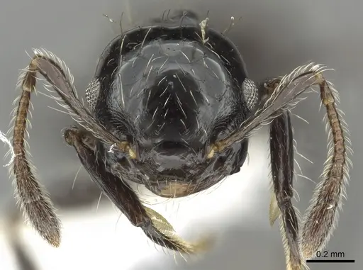 Crematogaster jardinero - JTLC000001395